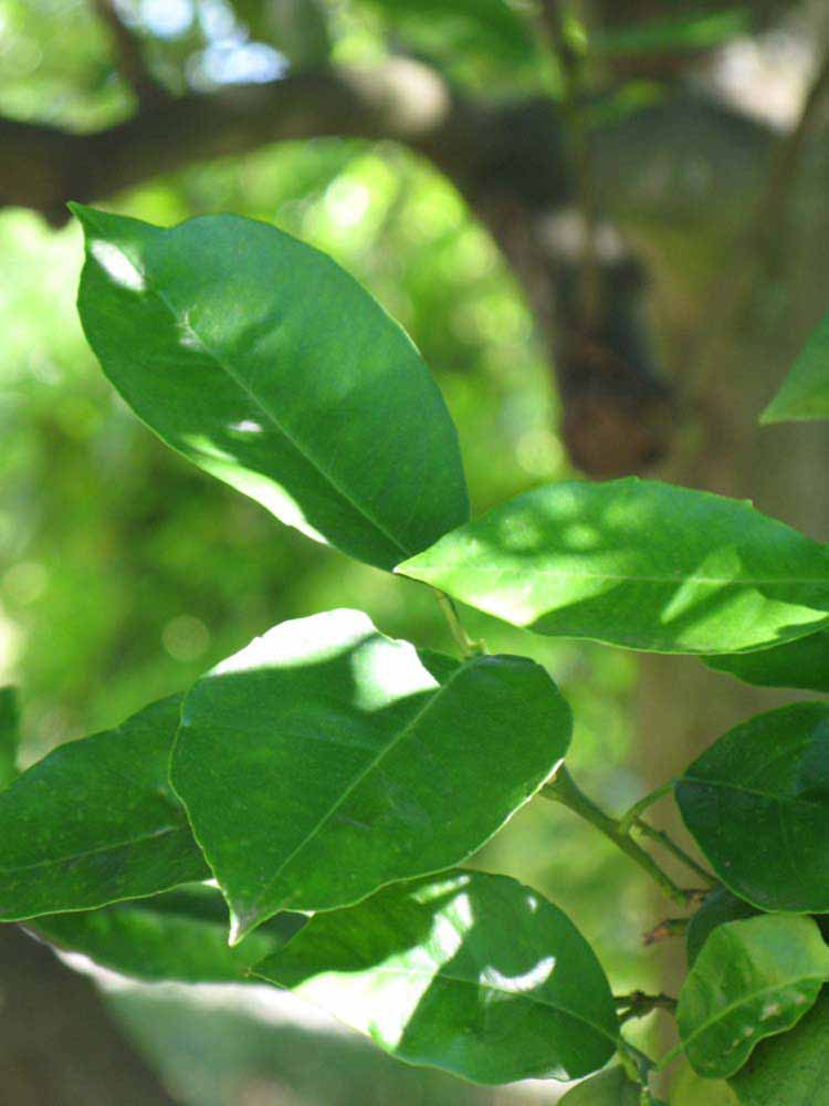                      Shade   leaves (Winter Haven, FL)       